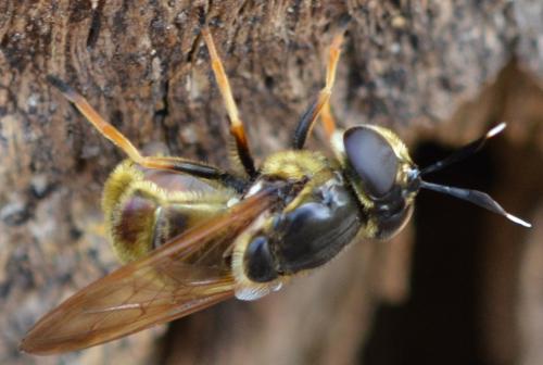 Réf. 293 697 : Callicera aurata